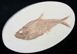 Beautiful Diplomystus Fossil Fish - Oval Matrix #8787-1